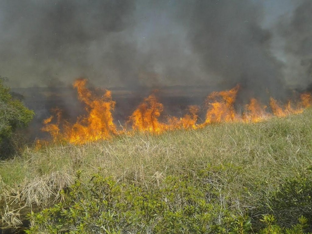 ACBC 2016 The Thornton Lab